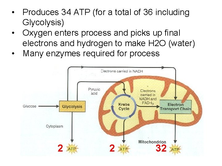  • Produces 34 ATP (for a total of 36 including Glycolysis) • Oxygen