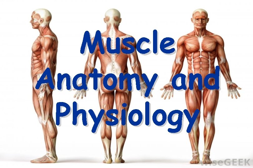 Muscle Anatomy and Physiology 