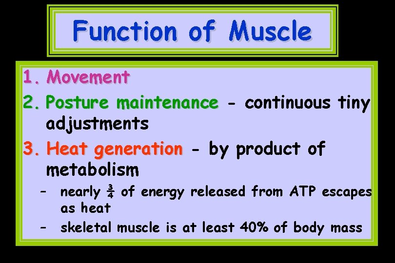 Function of Muscle 1. Movement 2. Posture maintenance - continuous tiny adjustments 3. Heat