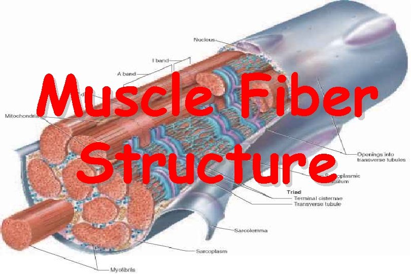 Muscle Fiber Structure 