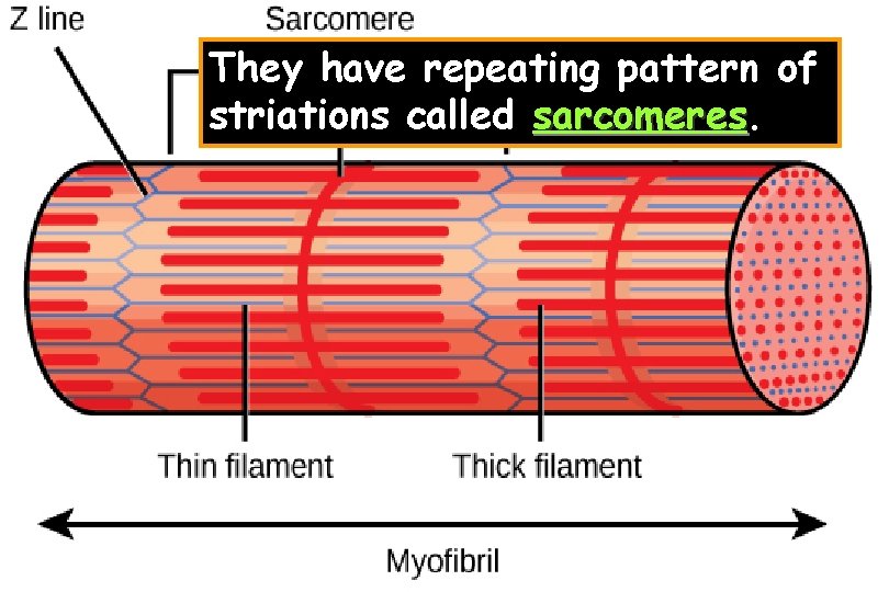 They have repeating pattern of striations called sarcomeres 