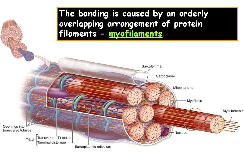 The banding is caused by an orderly overlapping arrangement of protein filaments - myofilaments