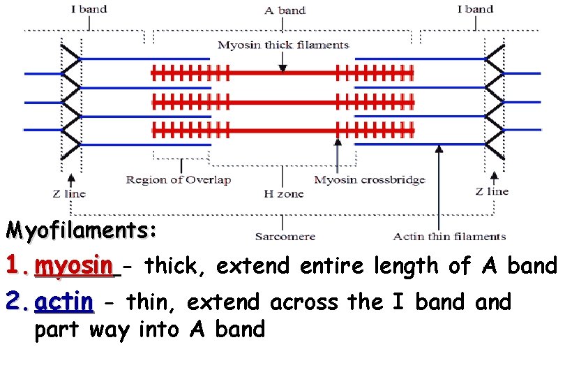 Myofilaments: 1. myosin - thick, extend entire length of A band 2. actin -