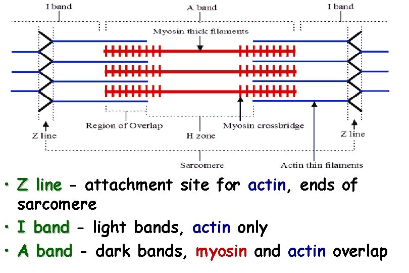  • Z line - attachment site for actin, ends of sarcomere • I