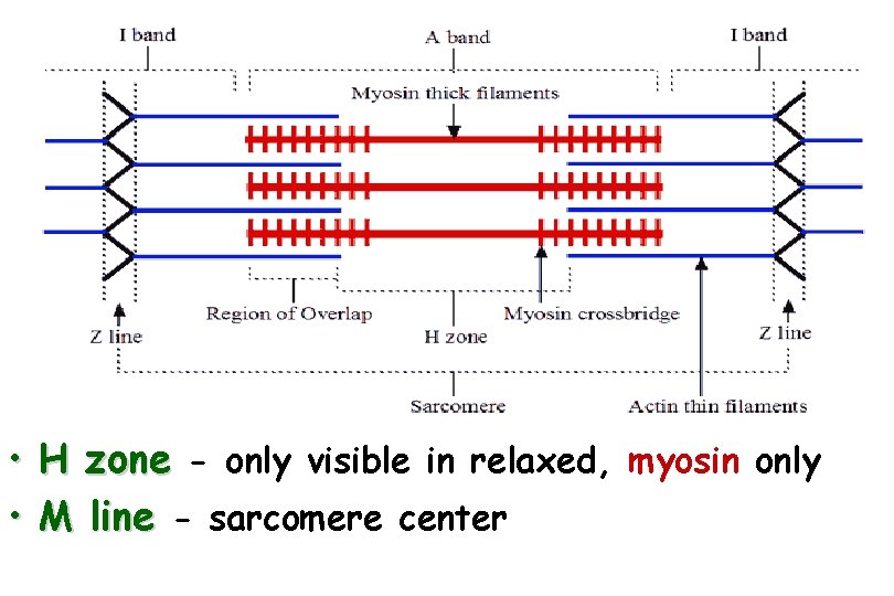  • • H zone - only visible in relaxed, myosin only M line