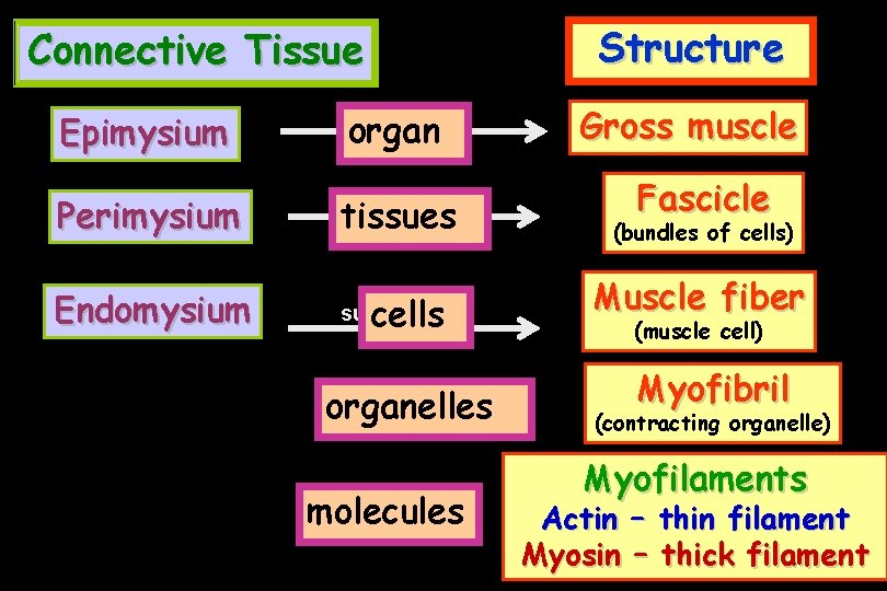 Structure Connective Tissue organ Epimysium surrounds Perimysium tissues Endomysium surrounds cells organelles molecules Gross