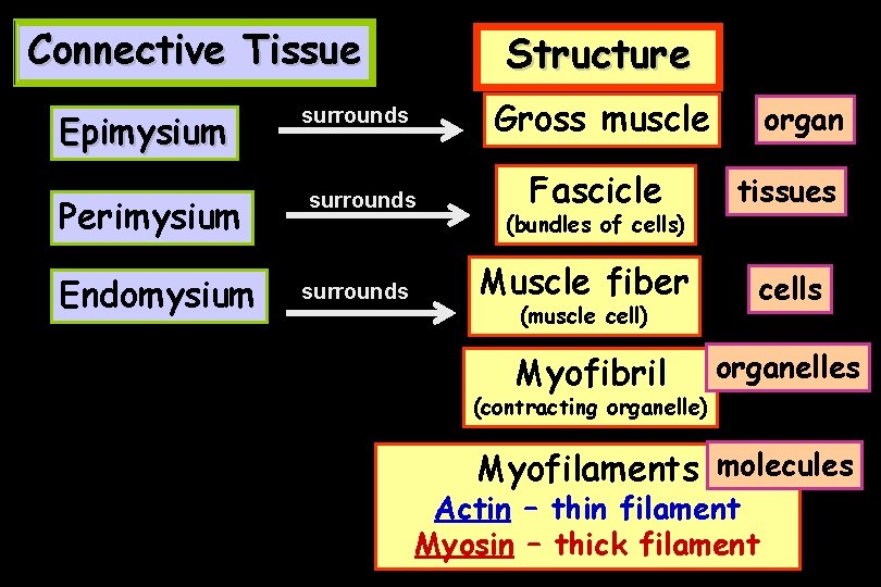 Connective Tissue Epimysium Perimysium Endomysium Structure Gross muscle surrounds Fascicle (bundles of cells) organ