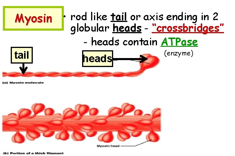 Myosin • rod like tail or axis ending in 2 globular heads - “crossbridges”