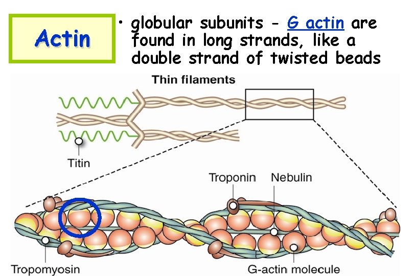 Actin • globular subunits - G actin are found in long strands, like a