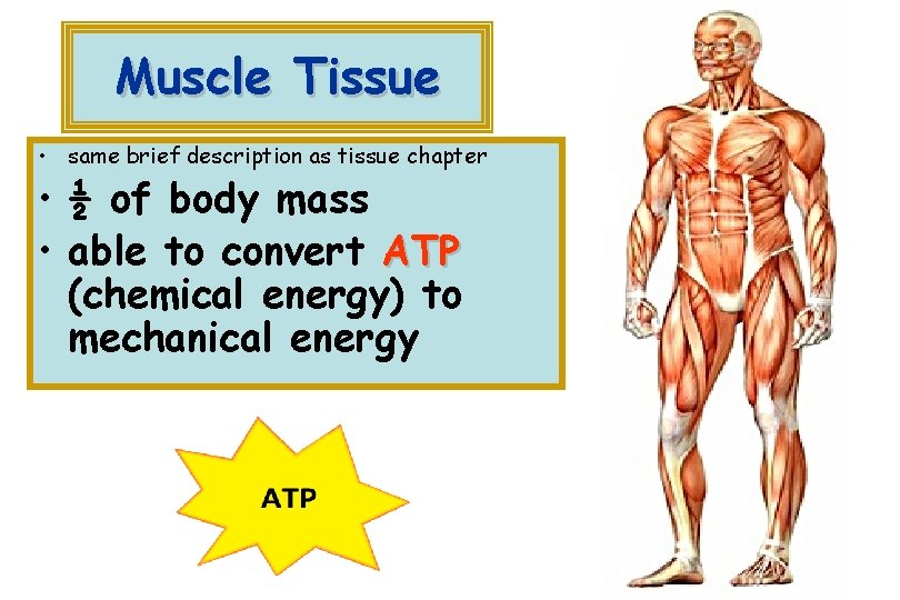 Muscle Tissue • same brief description as tissue chapter • ½ of body mass