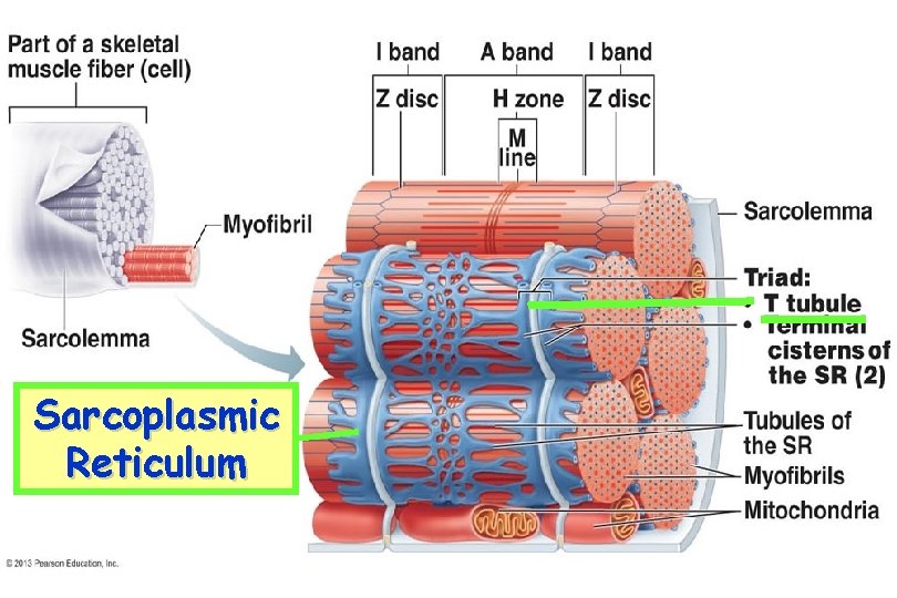 Sarcoplasmic Reticulum 