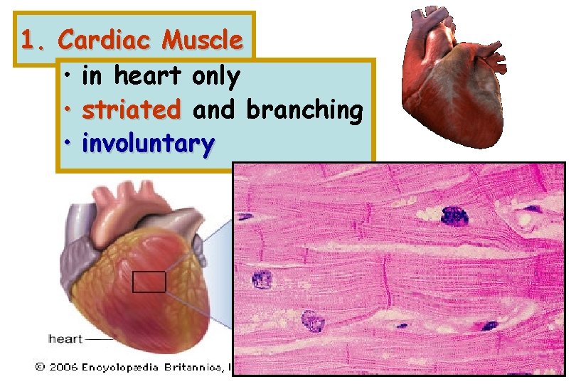 1. Cardiac Muscle • in heart only • striated and branching • involuntary 