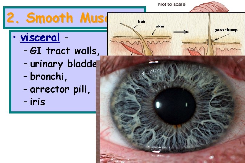 2. Smooth Muscle • visceral – – GI tract walls, – urinary bladder, –