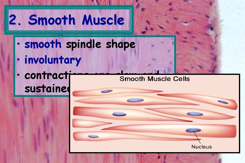 2. Smooth Muscle • smooth spindle shape • involuntary • contractions are slow and