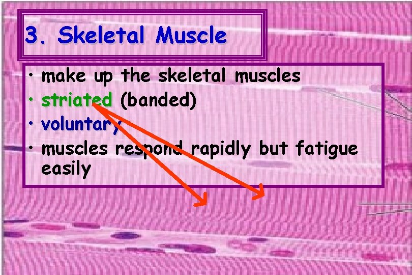 3. Skeletal Muscle • • make up the skeletal muscles striated (banded) voluntary muscles