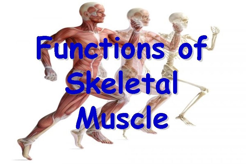 Functions of Skeletal Muscle 