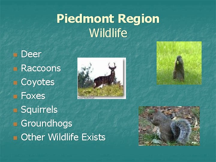 Piedmont Region Wildlife n n n n Deer Raccoons Coyotes Foxes Squirrels Groundhogs Other