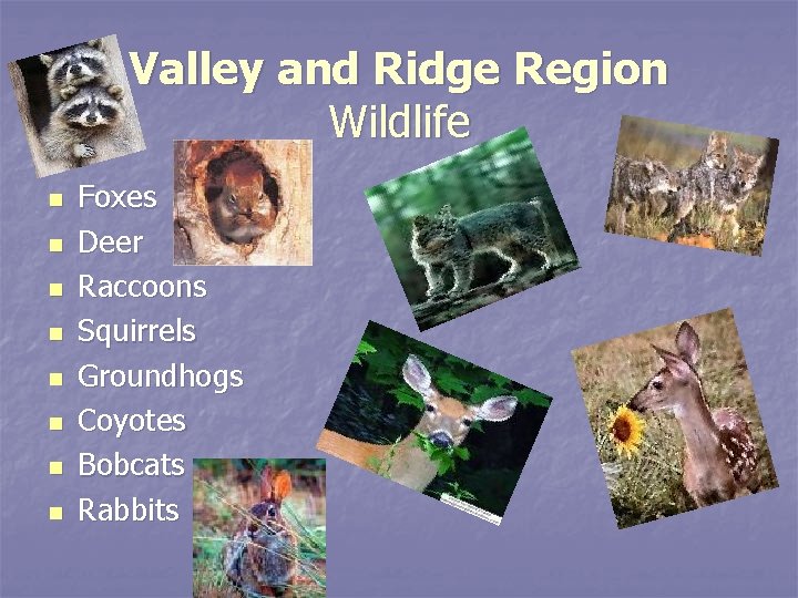 Valley and Ridge Region Wildlife n n n n Foxes Deer Raccoons Squirrels Groundhogs