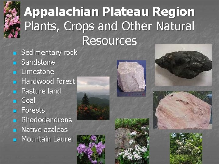 Appalachian Plateau Region Plants, Crops and Other Natural Resources n n n n n