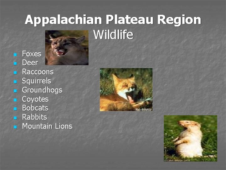 Appalachian Plateau Region Wildlife n n n n n Foxes Deer Raccoons Squirrels Groundhogs