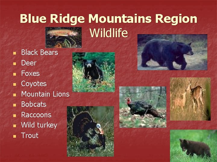 Blue Ridge Mountains Region Wildlife n n n n n Black Bears Deer Foxes