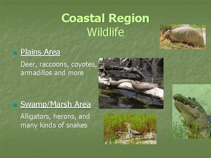 Coastal Region Wildlife n Plains Area Deer, raccoons, coyotes, armadillos and more n Swamp/Marsh