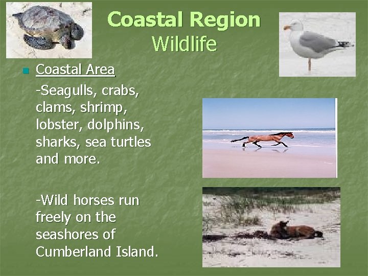 Coastal Region Wildlife n Coastal Area -Seagulls, crabs, clams, shrimp, lobster, dolphins, sharks, sea