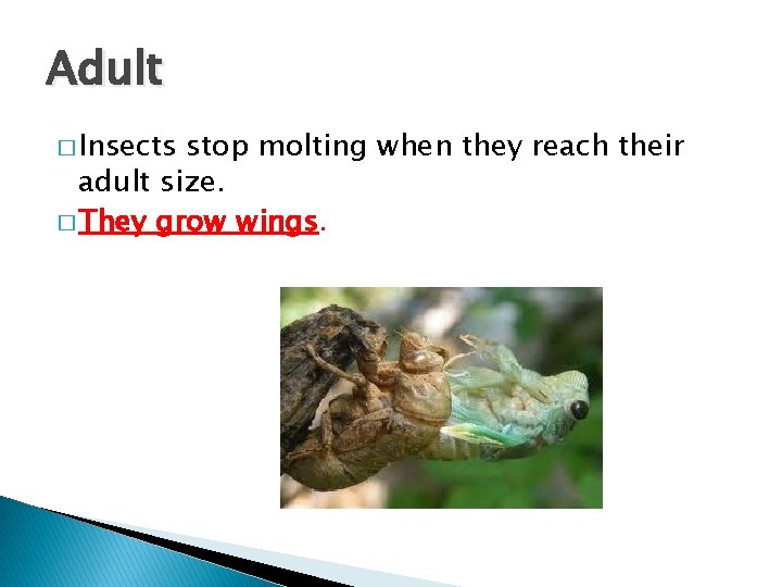 Adult � Insects stop molting when they reach their adult size. � They grow