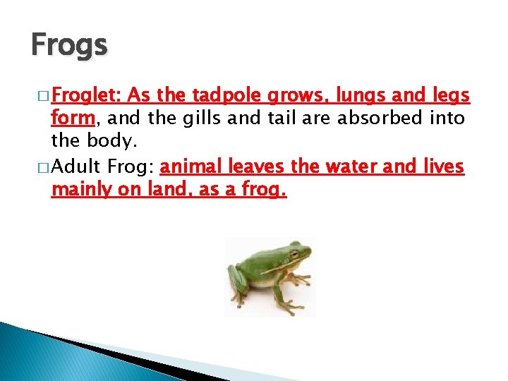 Frogs � Froglet: As the tadpole grows, lungs and legs form, and the gills