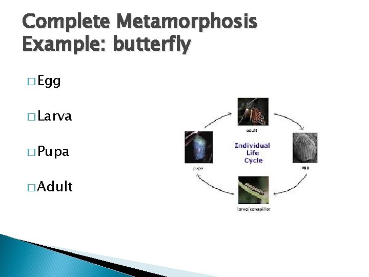 Complete Metamorphosis Example: butterfly � Egg � Larva � Pupa � Adult 