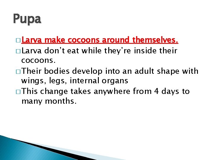Pupa � Larva make cocoons around themselves. � Larva don’t eat while they’re inside