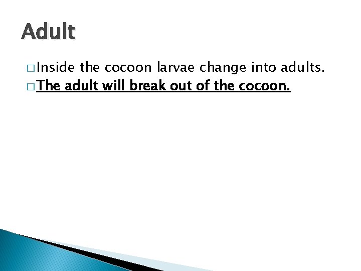 Adult � Inside the cocoon larvae change into adults. � The adult will break