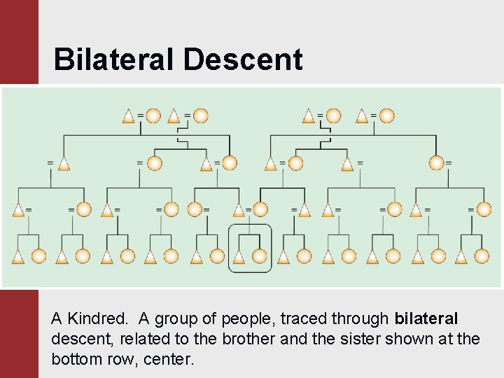 Bilateral Descent A Kindred. A group of people, traced through bilateral descent, related to