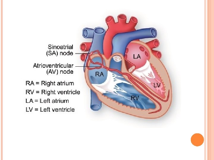 CHAPTER 5 Cardiovascular System WORD PARTS Cardo cardio