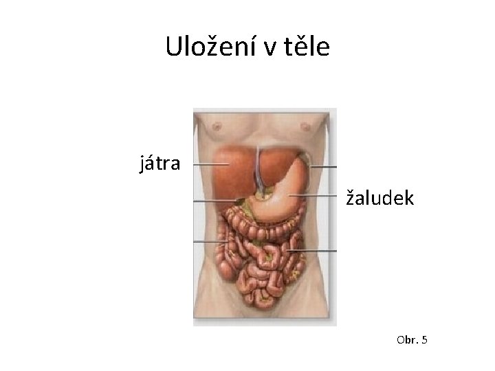 Uložení v těle játra žaludek Obr. 5 