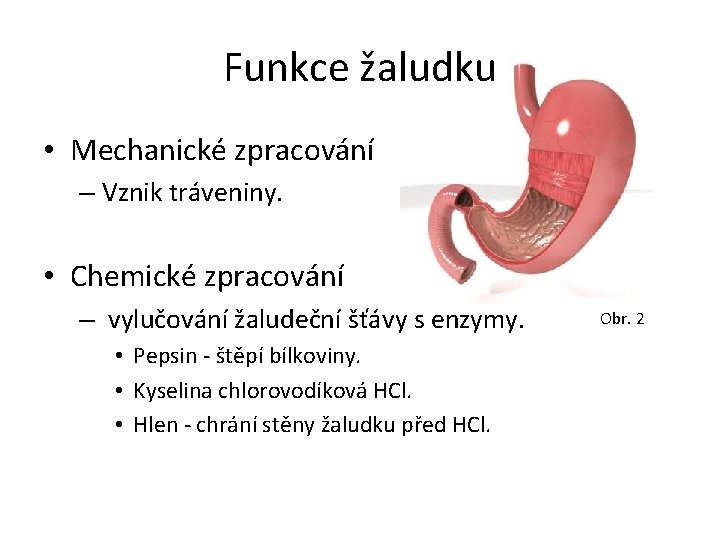 Funkce žaludku • Mechanické zpracování – Vznik tráveniny. • Chemické zpracování – vylučování žaludeční