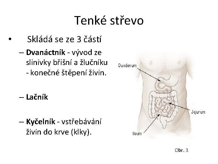 Tenké střevo • Skládá se ze 3 částí – Dvanáctník - vývod ze slinivky