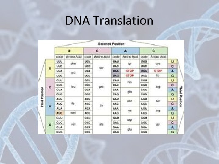 DNA Translation 