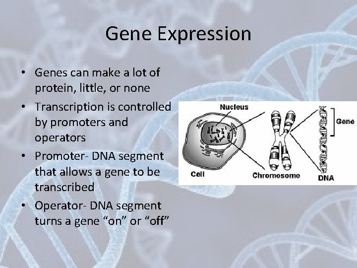 Gene Expression • Genes can make a lot of protein, little, or none •