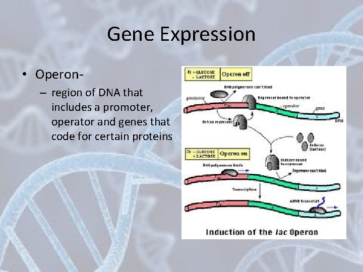 Gene Expression • Operon– region of DNA that includes a promoter, operator and genes