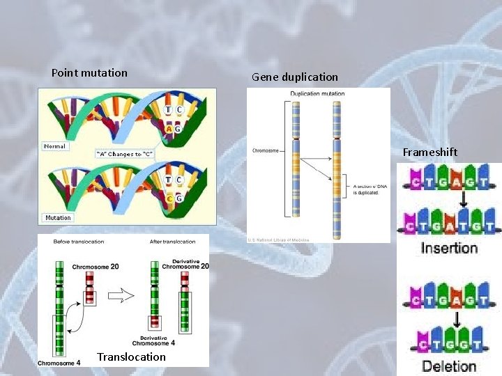 Point mutation Gene duplication Frameshift Translocation 