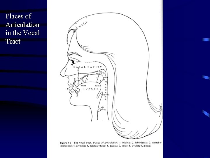 Places of Articulation in the Vocal Tract 