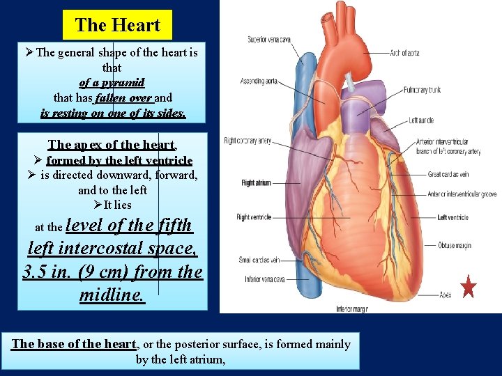 The Heart ØThe general shape of the heart is that of a pyramid that