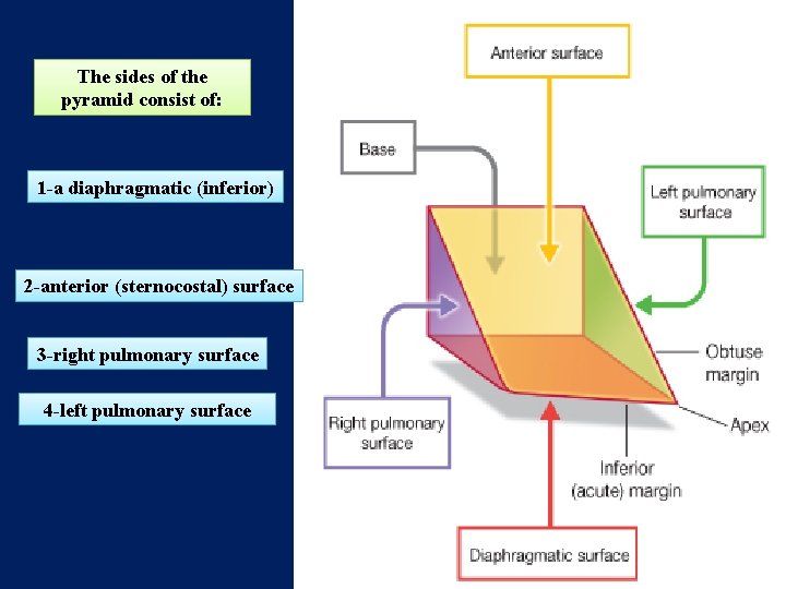 The sides of the pyramid consist of: 1 -a diaphragmatic (inferior) 2 -anterior (sternocostal)