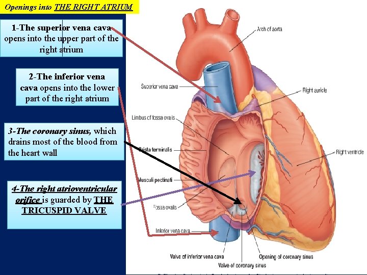 Openings into THE RIGHT ATRIUM 1 -The superior vena cava opens into the upper