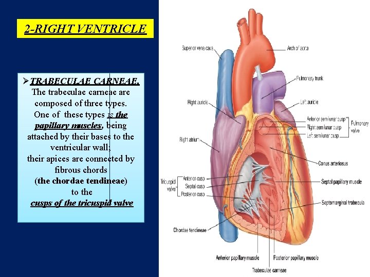 2 -RIGHT VENTRICLE ØTRABECULAE CARNEAE. The trabeculae carneae are composed of three types. One