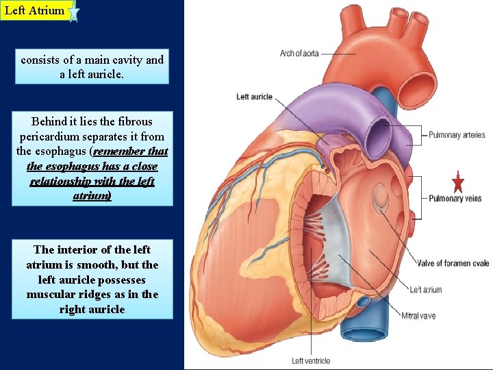 Left Atrium consists of a main cavity and a left auricle. Behind it lies