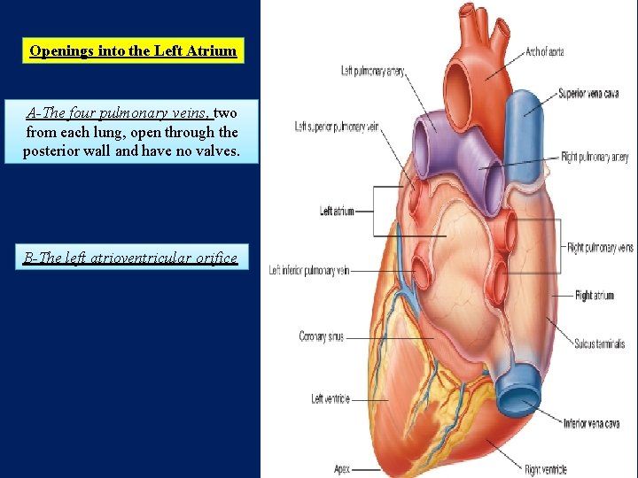 Openings into the Left Atrium A-The four pulmonary veins, two from each lung, open