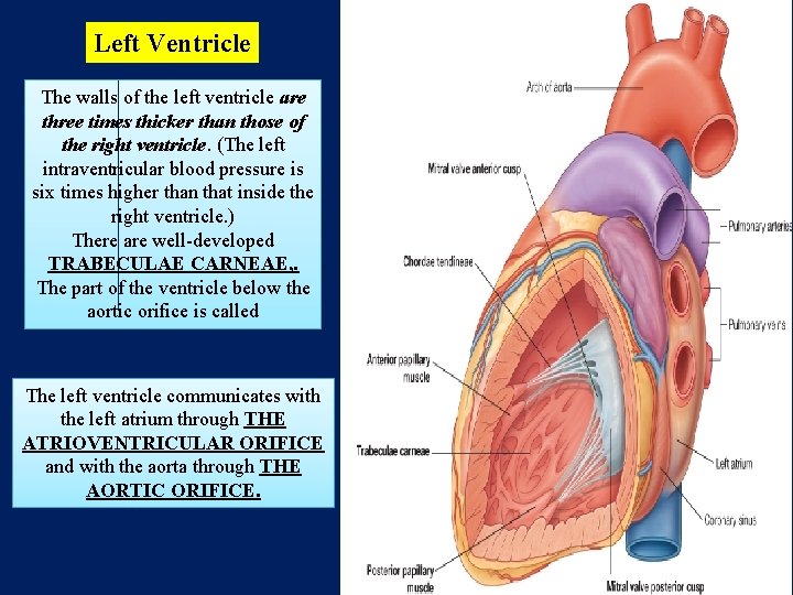 Left Ventricle The walls of the left ventricle are three times thicker than those