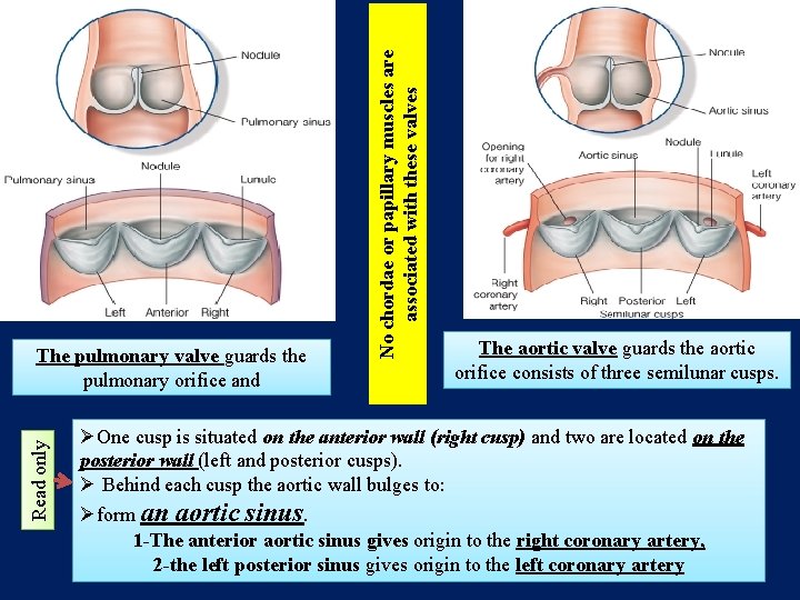 Read only No chordae or papillary muscles are associated with these valves The pulmonary